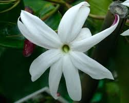 Image result for Jasminum