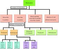 Cientista de dados, engenheiro, músico de fim de semana e fã dos piores programas da tv aberta. Revisiting The Morphology Of Pelvicalyceal System In Human Cadaveric Kidneys With A Systematic Review Of Literature Sciencedirect