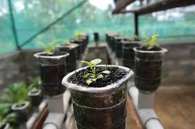 In this way, it will ensure good ph regulation, the right nutrients and the amount of water and light it requires. Hydroponics A Better Way To Grow Food U S National Park Service