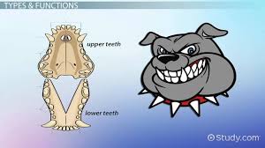 Animal Dental Formulas Science Class Video Study Com