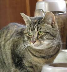 Adopt Tabitha On Petfinder American Shorthair Cat American Shorthair Help Homeless Pets