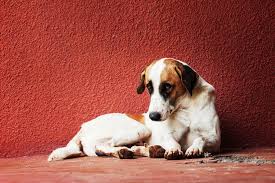 Bilious vomiting syndrome occurs when the bile from the small intestine irritates the stomach and causes the dog to vomit. Dog Throwing Up Yellow Foam What Should You Do Petvblog