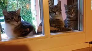 What we do discover rspca nsw adoptions, community programs, education, training and veterinary services, plus learn about animal care, safety and welfare. Belgian Police Asked People Not To Use Twitter During Terror Alert People Respond With Cat Memes Gq