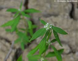 Image result for Spermacoce