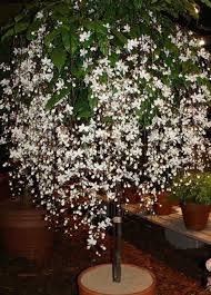 Image result for Alvesia clerodendroides