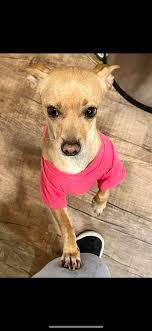 Available for stud ** Super tiny 3lb chihuahua for stud Derry