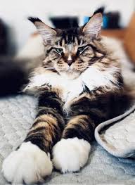 Nicknamed the gentle giant of the cat world, the maine coon cat is big on personality and size. Mountain Fork Maine Coon Kittens Imported European Bloodlines Maine Coon Kittens For Sale Maine Coon Kittens Oklahoma Cfa Registered Maine Coon Kittens Male Maine Coon Kittens Female Maine Coon Kittens Brown Tabby