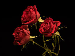 1920x1200 rose wallpapers (60 wallpapers) herunterladen. Bilder Von Rot Rosen Blute Drei 3 Schwarzer Hintergrund