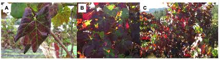 Image result for Grapevine leafroll virus