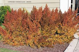 Showcasing bright green and yellow leaves spring through summer. Coprosma Evening Glow Winter Archives Jeffwortham
