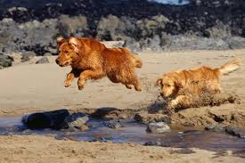 Find puppies for sale in canada | visit kijiji classifieds to buy, sell, or trade almost anything! Nova Scotia Duck Tolling Retriever Puppies For Sale From Reputable Dog Breeders