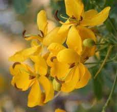 Winter Cassia Christmas Senna Butterfly Bush Butterfly Plants Almost Eden