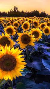 We did not find results for: Pin On Sunflower Wallpapers For Iphone 4 Sunflower Iphone Wallpaper Sunflower Wallpaper Sunflowers Background