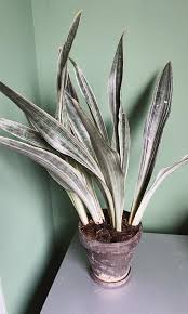 Image result for Sansevieria metallica