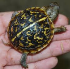 Baby Ornate Box Turtles For Sale
