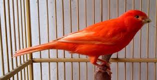 Check spelling or type a new query. Burung Kenari Cara Merawat Pakan Harga Jual Lengkap