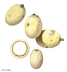 Image result for Opilia amentacea