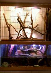 Lizards And Turtles And Fish Oh My Reptile Enclosure Enclosures Reptiles