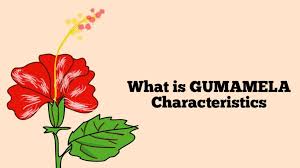 Some flowers have a few stamens, but the hibiscus flowers have hundreds. What Is Gumamela Characteristics Rockets Garden