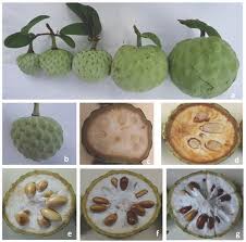 Walmart.com has been visited by 1m+ users in the past month Interaction Of Bephratelloides Cubensis Hymenoptera Eurytomidae With Annona Macroprophyllata Fruits In Orchards Of Chiapas Mexico