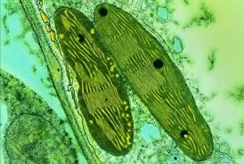 Organisms That Use Photosynthesis Photosynthesis Science And Nature Organs
