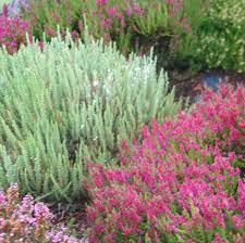 Coastal Gardening Groundcover Plants For The Sea Coast North Coast Gardening Ground Cover Plants Heather Gardens Plants
