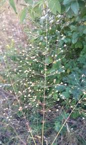 Image result for Sporobolus panicoides