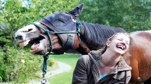 Free for commercial use no attribution required high quality images. Funniest Animals Funny Domestic And Wild Animals Lifet Cutest Animals Ever Youtube