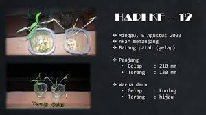 Sedangkan respirasi anaerob adalah proses pemecahan senyawa dalam sel tanpa menggunakan oksigen. Percobaan Respirasi Anaerob Fermentasi Alkohol Biologi Kelas 12 Youtube