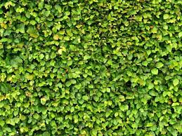 Was sie in ihrem garten oder auf ihrem balkon machen, geht niemanden etwas an. Sichtschutz Garten Bei Landshut Ludwig Abfalter Macht Das Fur Sie