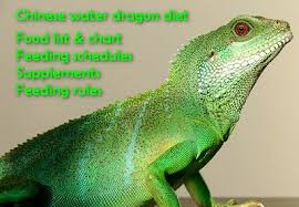 Bearded dragon food chart understanding bearded dragon diet mix. Chinese Water Dragon Diet Food List And Feeding Schedule Care Guides For Pet Lizards