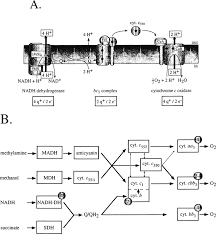 In daytime, plants use some of this carbon dioxide. The Aerobic Respiration A Cartoon Of The Respiratory Chain As It Is Download Scientific Diagram