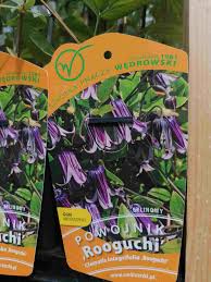 Clematis integrifolia 'rooguchi' has really pretty purple blue flowers and blooms profusely. Waldrebe Clematis Rooguchi 60 80 Cm Kaufland De