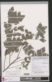 Image result for Eriocoelum microspermum