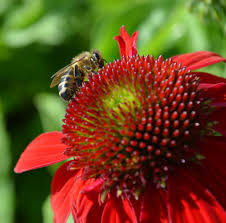 Image result for Renealmia susanneae-katziae