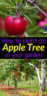 How To Plant An Apple Tree Backyard Eden Apple Tree Gardening Fruit Trees Backyard Fruit Tree Garden