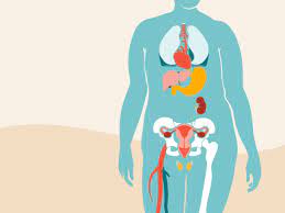 Obesity isn't just a cosmetic concern. Obesity Definition Causes Diagnosis Treatment More