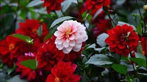 Hd to 4k quality, all ready for download! Top 10 Dahlia Flowers Hd Wallpapers In 1080p Youtube