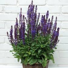 Pin On Garden Wishes