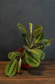 Image result for maranta