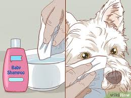 While tear stains are no more than a nuisance, it does help to know how to remove tear stains safely and keep them away. 3 Ways To Remove A Tear Duct Stain From White Dogs Wikihow