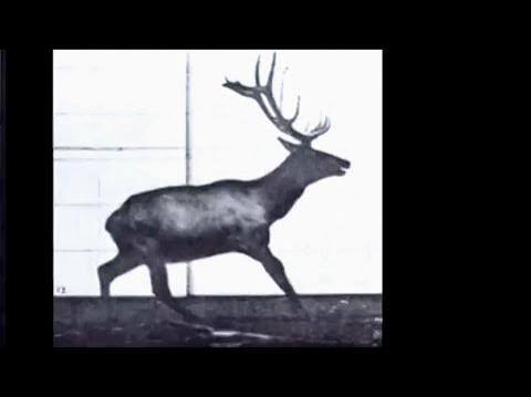 1887 - Virginia Deer, Buck, Galloping - Eadweard Muybridge