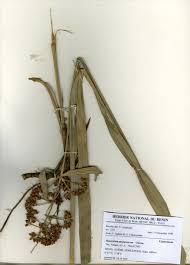 Image result for Hypolytrum