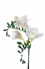 معرفی 6 گل شاخه ای ماندگار Check More At Https Www Golsetan Com Blog Freesia Flowers Colorful Flowers Arrangements Fresia Flower