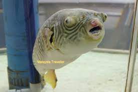 Get the reviews, ratings, locations, timings and map of nearby attractions. Pusat Ikan Hiasan Port Dickson