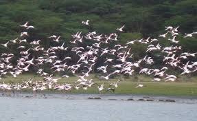 The bus or matatu fare from naivasha to nakuru is ksh 180 and the trip takes one hour. Lake Naivasha Nationalpark Bei Nairobi Kenia