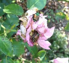 Make Your Own Natural Spray For Japanese Beetles Finegardening Japanese Beetles Japanese Beetles Repellant Getting Rid Of Japanese Beetles