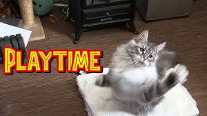 The kittens are priced as unregistered, the registered price is £1000. Akizuki Playtime With The Maine Coon Kitten Youtube
