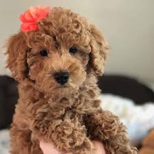 Labradoodle puppies make the perfect companion for any family, especially those with children. Labradoodle Puppies Breeders Near Me