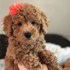 In 1989 wally conron of kew, australia began crossing labrador retrievers and standard f1b cream/apricot mini/med labradoodles ready for christmas 2015, 1200.00. Teacup Labradoodles Precious Doodle Dogs Teacup Goldendoodles Teacup Doodle Dogs Teacup Cavapoo Puppies Cavapoo Puppies Micro Goldendoodle Puppies Golden Doodle Puppies For Sale Near Me